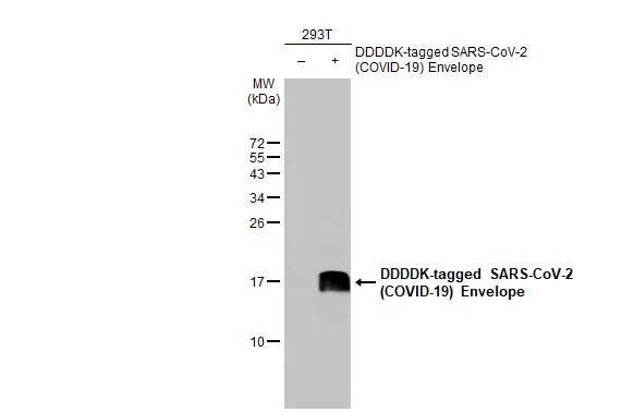 Anti-SARS-CoV-2 (COVID-19) Envelope antibody [HL1443] (GTX636915