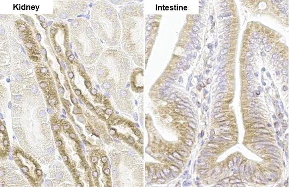 SHB antibody [HL1455] detects SHB protein by immunohistochemical analysis. Sample: Paraffin-embedded mouse tissues. SHB stained by SHB antibody [HL1455] (GTX636927) diluted at 1:100. Antigen Retrieval: Citrate buffer, pH 6.0, 15 min