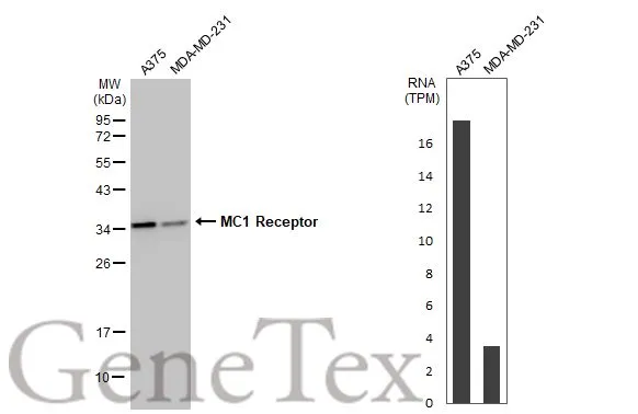 Various whole cell extracts (30 μg) were separated by 12% SDS-PAGE, and the membrane was blotted with MC1 Receptor antibody [HL1470] (GTX636944) diluted at 1:100000. The HRP-conjugated anti-rabbit IgG antibody (GTX213110-01) was used to detect the primary antibody. Corresponding RNA expression data for the same cell lines are based on Human Protein Atlas program.