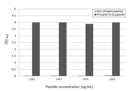 Specificity test was performed by coating the plate with CDK1/2/3/5 peptide and CDK1/2/3/5 (phospho Tyr15) peptide (15.63 ng/mL). Coated peptides were probed with CDK2 (phospho Tyr15) antibody [HL1474] (GTX636948) (1 μg/mL). Goat anti-rabbit IgG antibody (HRP) (GTX213110-01) (1:10000) was used to detect the bound primary antibody.