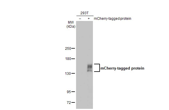mCherry antibody [HL1482]