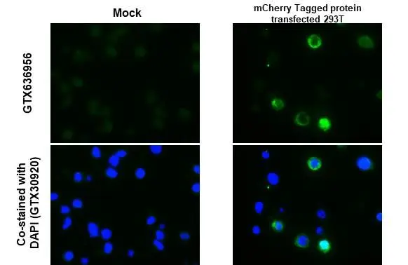 mCherry antibody [HL1482]