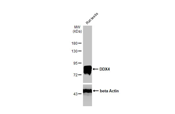 Rat tissue extract (50 μg) was separated by 7.5% SDS-PAGE, and the membrane was blotted with DDX4 antibody [HL1487] (GTX636961) diluted at 1:10000. The HRP-conjugated anti-rabbit IgG antibody (GTX213110-01) was used to detect the primary antibody.
