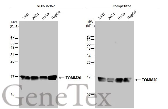 Various whole cell extracts (30 μg) were separated by 15% SDS-PAGE, and the membranes were blotted with TOMM20 antibody [HL1493] (GTX636967) diluted at 1:1000 and competitor's antibody (Competitor) diluted at 1:1000. The HRP-conjugated anti-rabbit IgG antibody (GTX213110-01) was used to detect the primary antibody. *The competitor is not affiliated with GeneTex and does not endorse this product.