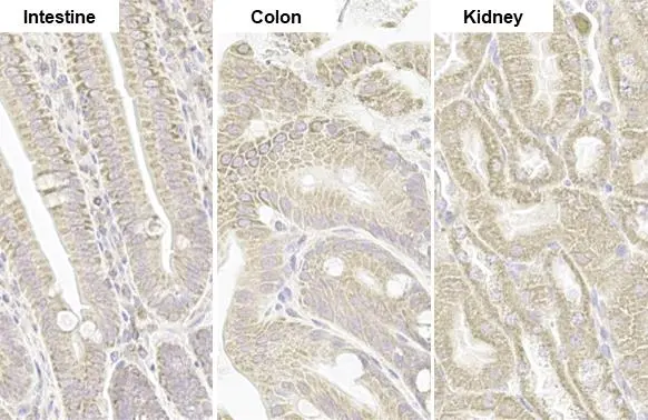 TOMM20 antibody [HL1493] detects TOMM20 protein by immunohistochemical analysis. Sample: Paraffin-embedded mouse tissue. TOMM20 stained by TOMM20 antibody [HL1493] (GTX636967) diluted at 1:100. Antigen Retrieval: Citrate buffer, pH 6.0, 15 min