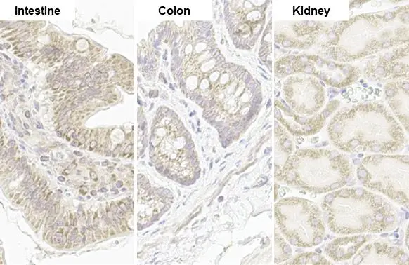 TOMM20 antibody [HL1493] detects TOMM20 protein by immunohistochemical analysis. Sample: Paraffin-embedded rat tissue. TOMM20 stained by TOMM20 antibody [HL1493] (GTX636967) diluted at 1:100. Antigen Retrieval: Citrate buffer, pH 6.0, 15 min