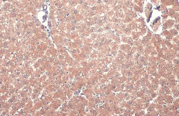 TOMM20 antibody [HL1493] detects TOMM20 protein at mitochondria by immunohistochemical analysis. Sample: Paraffin-embedded rat liver. TOMM20 stained by TOMM20 antibody [HL1493] (GTX636967) diluted at 1:100. Antigen Retrieval: Citrate buffer, pH 6.0, 15 min