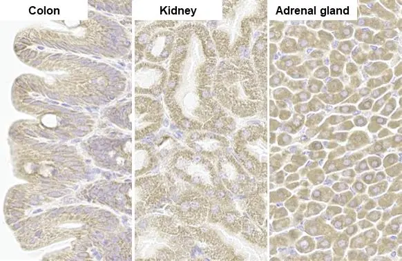 TOMM20 antibody [HL1494] detects TOMM20 protein by immunohistochemical analysis. Sample: Paraffin-embedded mouse tissue. TOMM20 stained by TOMM20 antibody [HL1494] (GTX636968) diluted at 1:100. Antigen Retrieval: Citrate buffer, pH 6.0, 15 min