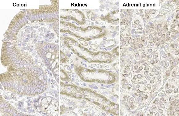 TOMM20 antibody [HL1494] detects TOMM20 protein by immunohistochemical analysis. Sample: Paraffin-embedded rat tissue. TOMM20 stained by TOMM20 antibody [HL1494] (GTX636968) diluted at 1:100. Antigen Retrieval: Citrate buffer, pH 6.0, 15 min