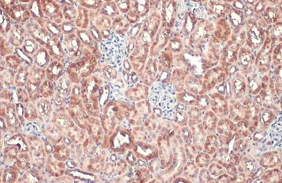 TOMM20 antibody [HL1494] detects TOMM20 protein at mitochondria by immunohistochemical analysis. Sample: Paraffin-embedded mouse kidney. TOMM20 stained by TOMM20 antibody [HL1494] (GTX636968) diluted at 1:100. Antigen Retrieval: Citrate buffer, pH 6.0, 15 min