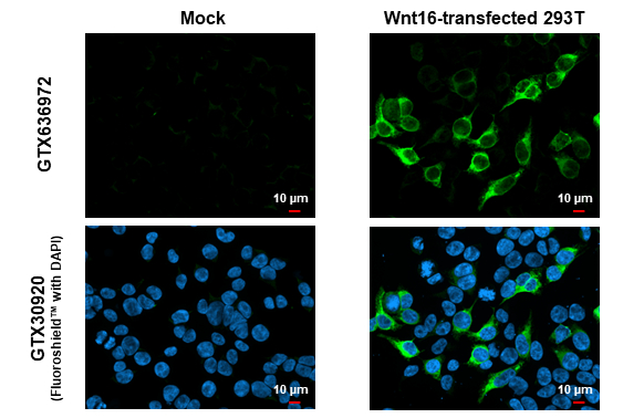 Wnt16 antibody [HL1498] detects Wnt16 protein by immunofluorescent analysis. Sample: Mock and transfected 293T cells were fixed in 4% paraformaldehyde at RT for 15 min. Green: Wnt16 stained by Wnt16 antibody [HL1498] (GTX636972) diluted at 1:500. Blue: Fluoroshield with DAPI (GTX30920).