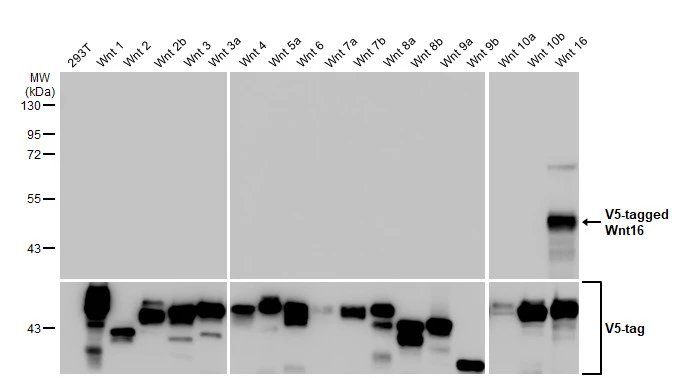 Non-transfected (–) and transfected (+) 293T whole cell extracts (30 μg) were separated by 10% SDS-PAGE, and the membrane was blotted with Wnt16 antibody [HL1498] (GTX636972) diluted at 1:5000. The HRP-conjugated anti-rabbit IgG antibody (GTX213110-01) was used to detect the primary antibody.