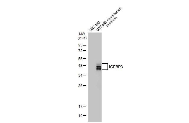 U87-MG whole cell extract and conditioned medium (30 μg) were separated by 12% SDS-PAGE, and the membrane was blotted with IGFBP3 antibody [HL1505] (GTX636979) diluted at 1:1000. The HRP-conjugated anti-rabbit IgG antibody (GTX213110-01) was used to detect the primary antibody.