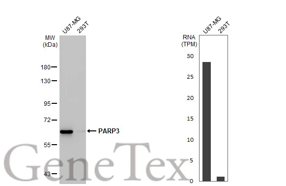Various whole cell extracts (30 μg) were separated by 7.5% SDS-PAGE, and the membrane was blotted with PARP3 antibody [HL1509] (GTX636983) diluted at 1:1000. The HRP-conjugated anti-rabbit IgG antibody (GTX213110-01) was used to detect the primary antibody. Corresponding RNA expression data for the same cell lines are based on Human Protein Atlas program.