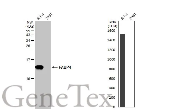 Various whole cell extracts (30 μg) were separated by 15% SDS-PAGE, and the membrane was blotted with FABP4 antibody [HL1520] (GTX636994) diluted at 1:10000. The HRP-conjugated anti-rabbit IgG antibody (GTX213110-01) was used to detect the primary antibody. Corresponding RNA expression data for the same cell lines are based on Human Protein Atlas program.