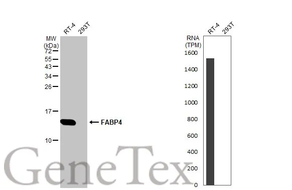 Various whole cell extracts (30 μg) were separated by 15% SDS-PAGE, and the membrane was blotted with FABP4 antibody [HL1521] (GTX636995) diluted at 1:10000. The HRP-conjugated anti-rabbit IgG antibody (GTX213110-01) was used to detect the primary antibody. Corresponding RNA expression data for the same cell lines are based on Human Protein Atlas program.