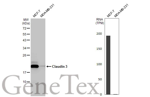 Various whole cell extracts (30 μg) were separated by 12% SDS-PAGE, and the membrane was blotted with Claudin 3 antibody [HL1527] (GTX637000) diluted at 1:1000. The HRP-conjugated anti-rabbit IgG antibody (GTX213110-01) was used to detect the primary antibody. Corresponding RNA expression data for the same cell lines are based on Human Protein Atlas program.