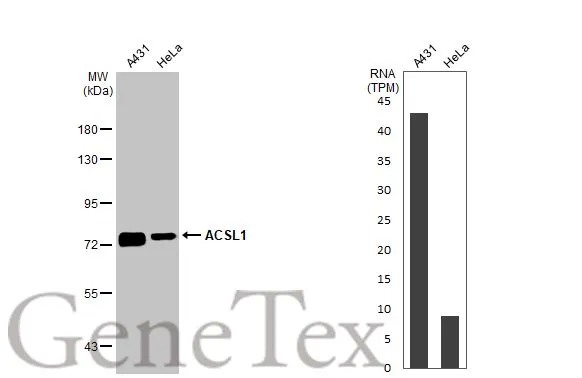 Various whole cell extracts (30 μg) were separated by 7.5% SDS-PAGE, and the membrane was blotted with ACSL1 antibody [HL1530] (GTX637003) diluted at 1:2000. The HRP-conjugated anti-rabbit IgG antibody (GTX213110-01) was used to detect the primary antibody. Corresponding RNA expression data for the same cell lines are based on Human Protein Atlas program.