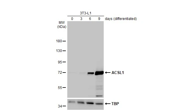 Various whole cell extracts (30 μg) were separated by 7.5% SDS-PAGE, and the membrane was blotted with ACSL1 antibody [HL1530] (GTX637003) diluted at 1:2000. The HRP-conjugated anti-rabbit IgG antibody (GTX213110-01) was used to detect the primary antibody.