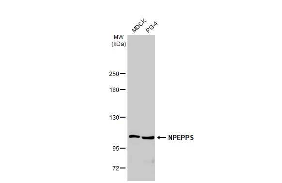 Various whole cell extracts (30 μg) were separated by 5% SDS-PAGE, and the membrane was blotted with NPEPPS antibody [HL1531] (GTX637005) diluted at 1:1000. The HRP-conjugated anti-rabbit IgG antibody (GTX213110-01) was used to detect the primary antibody.