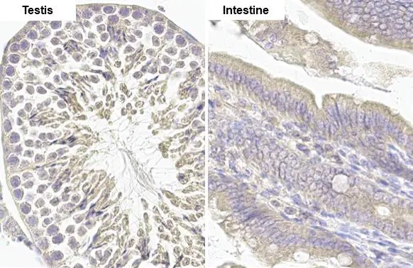MCL1 antibody [HL1544] detects MCL1 protein by immunohistochemical analysis. Sample: Paraffin-embedded mouse tissues. MCL1 stained by MCL1 antibody [HL1544] (GTX637019) diluted at 1:100. Antigen Retrieval: Citrate buffer, pH 6.0, 15 min