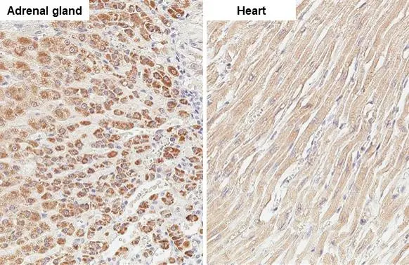 MCL1 antibody [HL1544] detects MCL1 protein by immunohistochemical analysis. Sample: Paraffin-embedded cat tissue. MCL1 stained by MCL1 antibody [HL1544] (GTX637019) diluted at 1:100. Antigen Retrieval: Citrate buffer, pH 6.0, 15 min