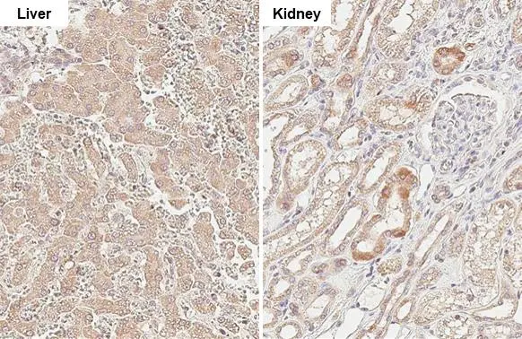 MCL1 antibody [HL1544] detects MCL1 protein by immunohistochemical analysis. Sample: Paraffin-embedded dog tissue. MCL1 stained by MCL1 antibody [HL1544] (GTX637019) diluted at 1:100. Antigen Retrieval: Citrate buffer, pH 6.0, 15 min