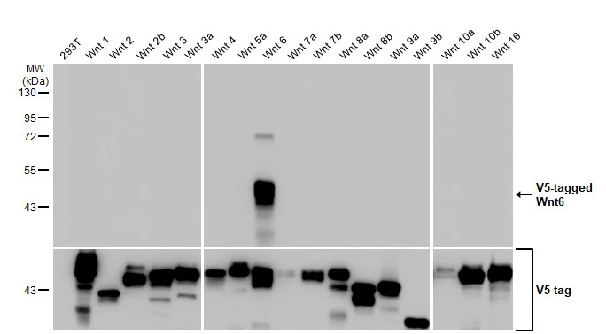 Non-transfected (–) and transfected (+) 293T whole cell extracts were separated by 10% SDS-PAGE, and the membrane was blotted with Wnt6 antibody [HL1568] (GTX637043) diluted at 1:5000. The HRP-conjugated anti-rabbit IgG antibody (GTX213110-01) was used to detect the primary antibody.