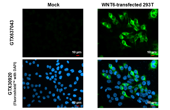 Wnt6 antibody [HL1568] detects Wnt6 protein by immunofluorescent analysis. Sample: Mock and transfected 293T cells were fixed in 4% paraformaldehyde at RT for 15 min. Green: Wnt6 stained by Wnt6 antibody [HL1568] (GTX637043) diluted at 1:500. Blue: Fluoroshield with DAPI (GTX30920).