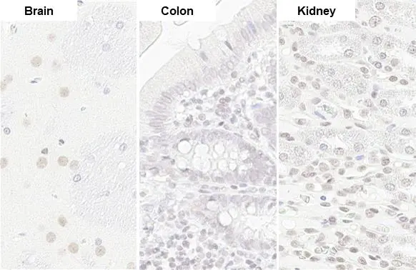 U2AF65 antibody [HL1583] detects U2AF65 protein by immunohistochemical analysis. Sample: Paraffin-embedded rat tissue. U2AF65 stained by U2AF65 antibody [HL1583] (GTX637062) diluted at 1:100. Antigen Retrieval: Citrate buffer, pH 6.0, 15 min