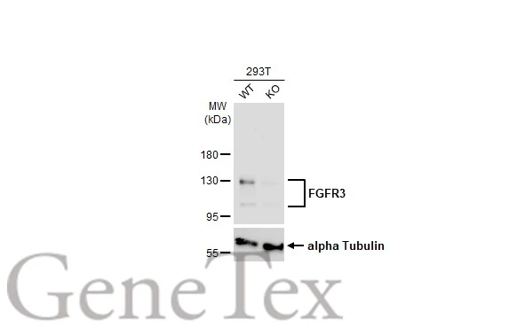 Wild-type (WT) and FGFR3 knockout (KO) 293T cell extracts (30 μg) were separated by 7.5% SDS-PAGE, and the membrane was blotted with FGFR3 antibody [HL1595] (GTX637074) diluted at 1:1000. The HRP-conjugated anti-rabbit IgG antibody (GTX213110-01) was used to detect the primary antibody, and the signal was developed with Trident ECL plus-Enhanced.