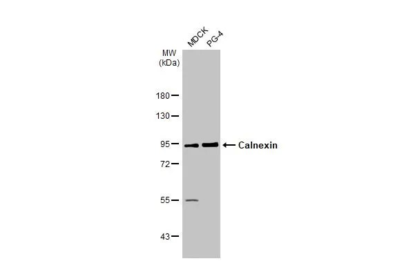 Various whole cell extracts (30 μg) were separated by 7.5% SDS-PAGE, and the membrane was blotted with Calnexin antibody [HL1598] (GTX637077) diluted at 1:1000. The HRP-conjugated anti-rabbit IgG antibody (GTX213110-01) was used to detect the primary antibody.