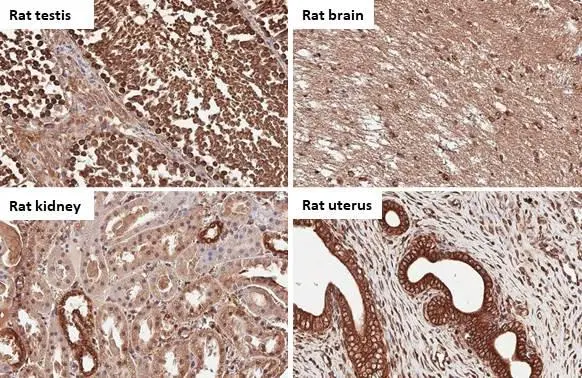 Calnexin antibody [HL1598] detects Calnexin protein by immunohistochemical analysis. Sample: Paraffin-embedded rat tissues. Calnexin stained by Calnexin antibody [HL1598] (GTX637077) diluted at 1:100. Antigen Retrieval: Citrate buffer, pH 6.0, 15 min