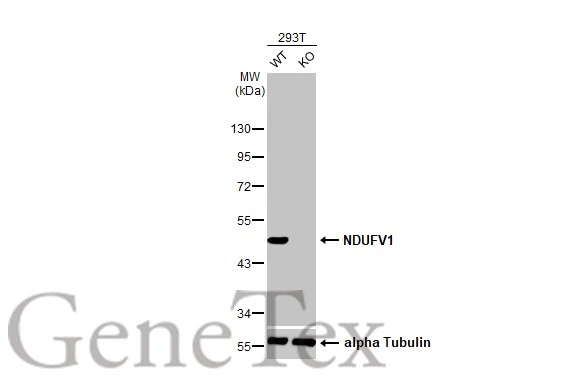 Wild-type (WT) and NDUFV1 knockout (KO) 293T cell extracts (30 μg) were separated by 10% SDS-PAGE, and the membrane was blotted with NDUFV1 antibody [HL1600] (GTX637079) diluted at 1:5000. The HRP-conjugated anti-rabbit IgG antibody (GTX213110-01) was used to detect the primary antibody.