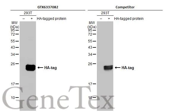 HA tag antibody [HL1603]