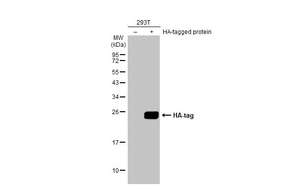 HA tag antibody [HL1603]