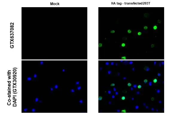 HA tag antibody [HL1603]