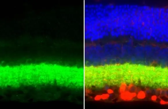 Anti-VGAT antibody [HL1616] (GTX637107) | GeneTex