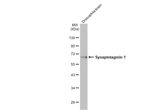 Drosophila tissue extract (50 μg) was separated by 10% SDS-PAGE, and the membrane was blotted with Synaptotagmin 1 antibody [HL1626] (GTX637119) diluted at 1:1000. The HRP-conjugated anti-rabbit IgG antibody (GTX213110-01) was used to detect the primary antibody.