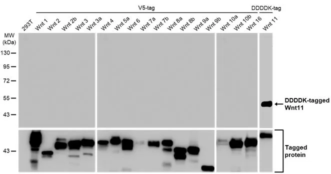 Non-transfected (–) and transfected (+) 293T whole cell extracts (30 μg) were separated by 10% SDS-PAGE, and the membrane was blotted with Wnt11 antibody [HL1630] (GTX637123) diluted at 1:5000. The HRP-conjugated anti-rabbit IgG antibody (GTX213110-01) was used to detect the primary antibody.