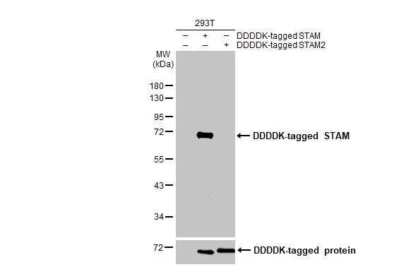 Non-transfected (–) and transfected (+) 293T whole cell extracts were separated by 10% SDS-PAGE, and the membrane was blotted with STAM antibody [HL1635] (GTX637128) diluted at 1:100000. The HRP-conjugated anti-rabbit IgG antibody (GTX213110-01) was used to detect the primary antibody.