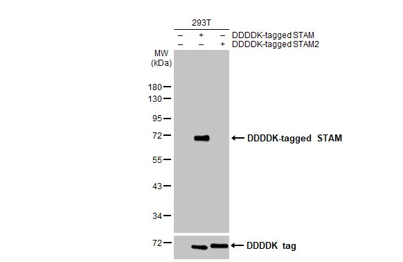 Non-transfected (–) and transfected (+) 293T whole cell extracts (10 | 10 | 20 μg) were separated by 10% SDS-PAGE, and the membrane was blotted with STAM antibody [HL1637] (GTX637130) diluted at 1:25000. The HRP-conjugated anti-rabbit IgG antibody (GTX213110-01) was used to detect the primary antibody.