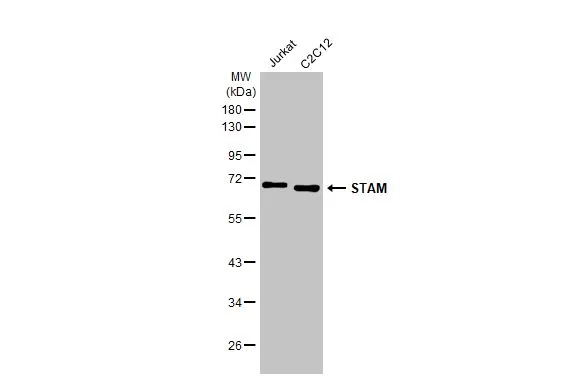 Various whole cell extracts (30 μg) were separated by 10% SDS-PAGE, and the membrane was blotted with STAM antibody [HL1637] (GTX637130) diluted at 1:1000. The HRP-conjugated anti-rabbit IgG antibody (GTX213110-01) was used to detect the primary antibody.