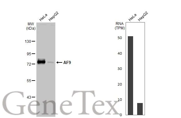 Various whole cell extracts (30 μg) were separated by 7.5% SDS-PAGE, and the membrane was blotted with AF9 antibody [HL1644] (GTX637225) diluted at 1:1000. The HRP-conjugated anti-rabbit IgG antibody (GTX213110-01) was used to detect the primary antibody. Corresponding RNA expression data for the same cell lines are based on Human Protein Atlas program.
