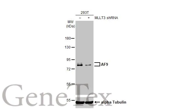 Non-transfected (–) and transfected (+) 293T whole cell extracts (30 μg) were separated by 7.5% SDS-PAGE, and the membrane was blotted with AF9 antibody [HL1644] (GTX637225) diluted at 1:15000. The HRP-conjugated anti-rabbit IgG antibody (GTX213110-01) was used to detect the primary antibody.