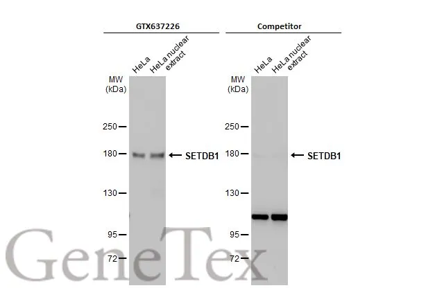 HeLa whole cell and nuclear extract (30 μg) were separated by 5% SDS-PAGE, and the membranes were blotted with SETDB1 antibody [HL1645] (GTX637226) diluted at 1:1000 and competitor's antibody diluted at 1:1000. The HRP-conjugated anti-rabbit IgG antibody (GTX213110-01) was used to detect the primary antibody. *The competitor is not affiliated with GeneTex and does not endorse this product.