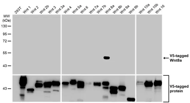 Non-transfected (–) and transfected (+) 293T whole cell extracts were separated by 10% SDS-PAGE, and the membrane was blotted with Wnt8a antibody [HL1648] (GTX637229) diluted at 1:5000. The HRP-conjugated anti-rabbit IgG antibody (GTX213110-01) was used to detect the primary antibody.