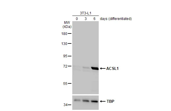 Untreated and treated 3T3-L1 whole cell extracts (30 μg) were separated by 7.5% SDS-PAGE, and the membrane was blotted with ACSL1 antibody [HL1651] (GTX637232) diluted at 1:1000. The HRP-conjugated anti-rabbit IgG antibody (GTX213110-01) was used to detect the primary antibody.