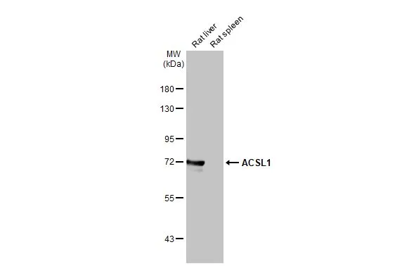 Various tissue extracts (50 μg) were separated by 7.5% SDS-PAGE, and the membrane was blotted with ACSL1 antibody [HL1651] (GTX637232) diluted at 1:1000. The HRP-conjugated anti-rabbit IgG antibody (GTX213110-01) was used to detect the primary antibody.