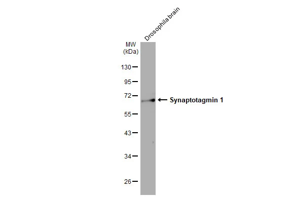 Drosophila tissue extract (50 μg) was separated by 10% SDS-PAGE, and the membrane was blotted with Synaptotagmin 1 antibody [HL1654] (GTX637252) diluted at 1:1000. The HRP-conjugated anti-rabbit IgG antibody (GTX213110-01) was used to detect the primary antibody.
